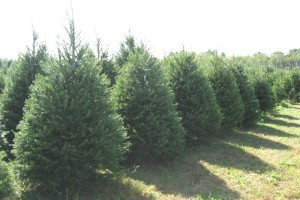 douglasfir-39a35e1bac