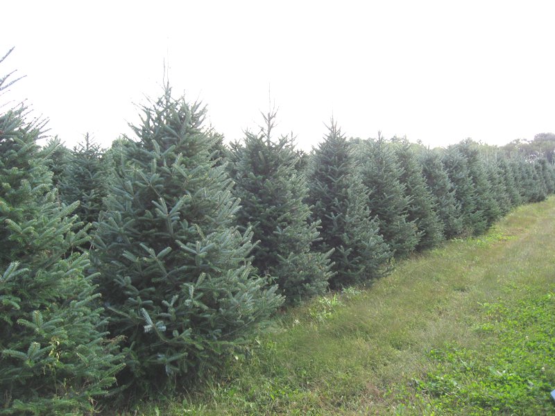 Landscaping Trees Misty Run Tree Farm