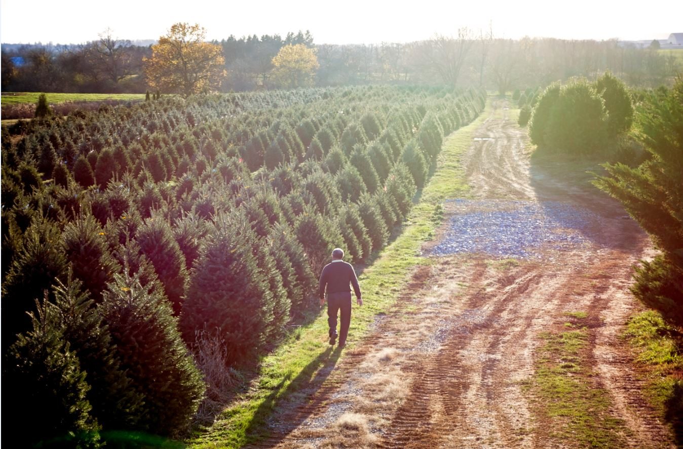 Lebanon Live Christmas Tree Farm