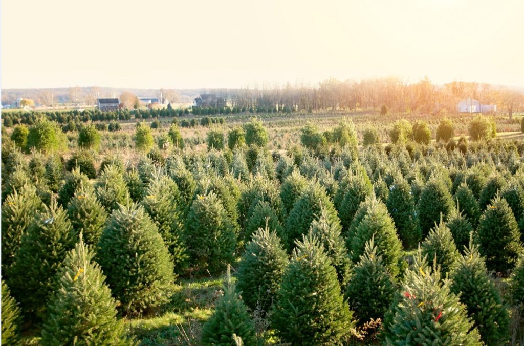 Tree Farm